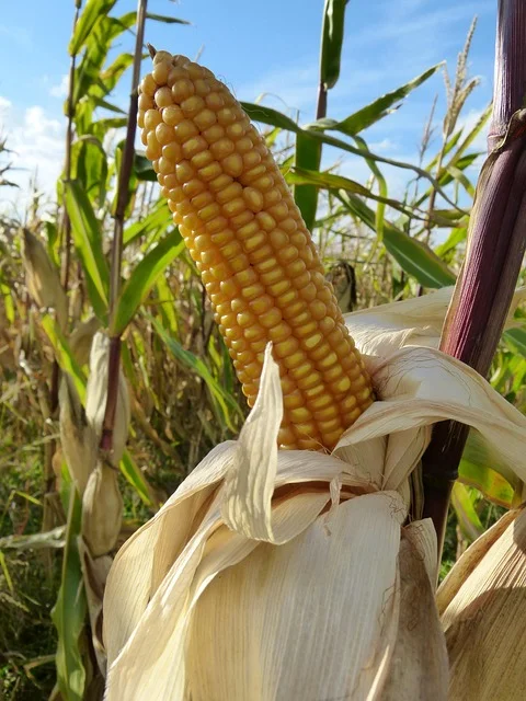 The Hidden Science of Corn: How One Plant Shapes Our Food, Fuel, and Fun